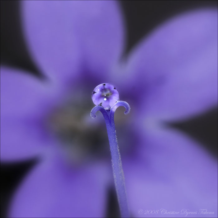 flower drop blue