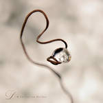 Heart by dini25