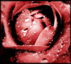 Rose2