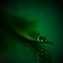 green drop ny