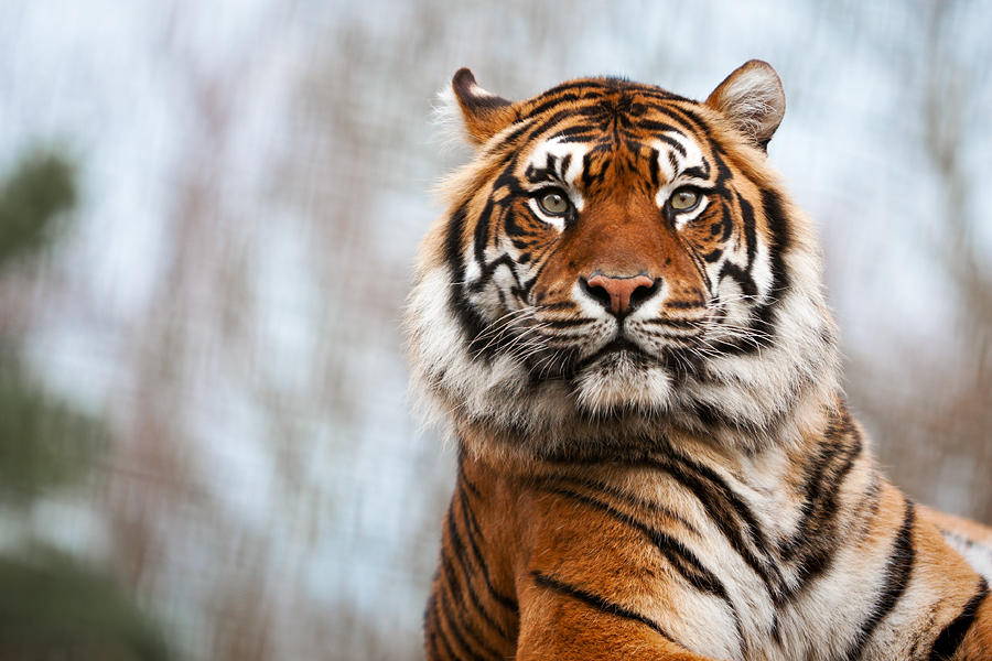 Sumatran Tiger by PeteLatham