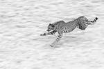 Cheetah by PeteLatham