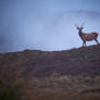 Stag At Sunset