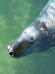 Cornish Seal II