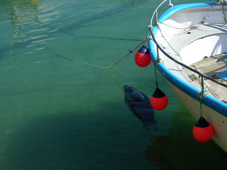 Cornish Seal