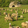 Italian sheeps