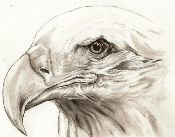 my eagle