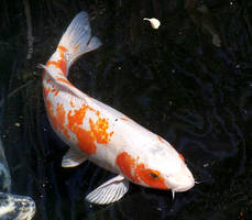 koi called sun kissed