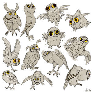 MANY OWLS HANDLE IT