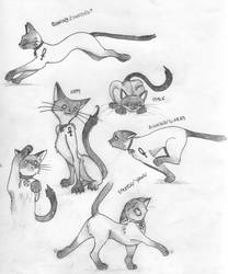 A page of cats