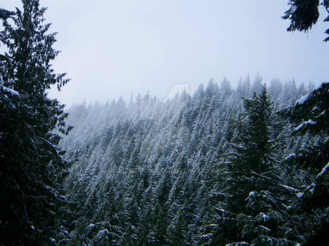 Snow Forest