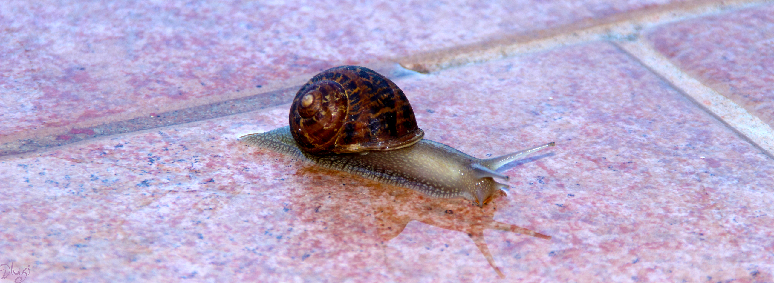 Snail