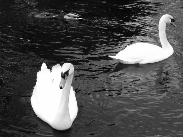 Swans 3