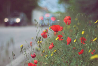 All road long poppies.