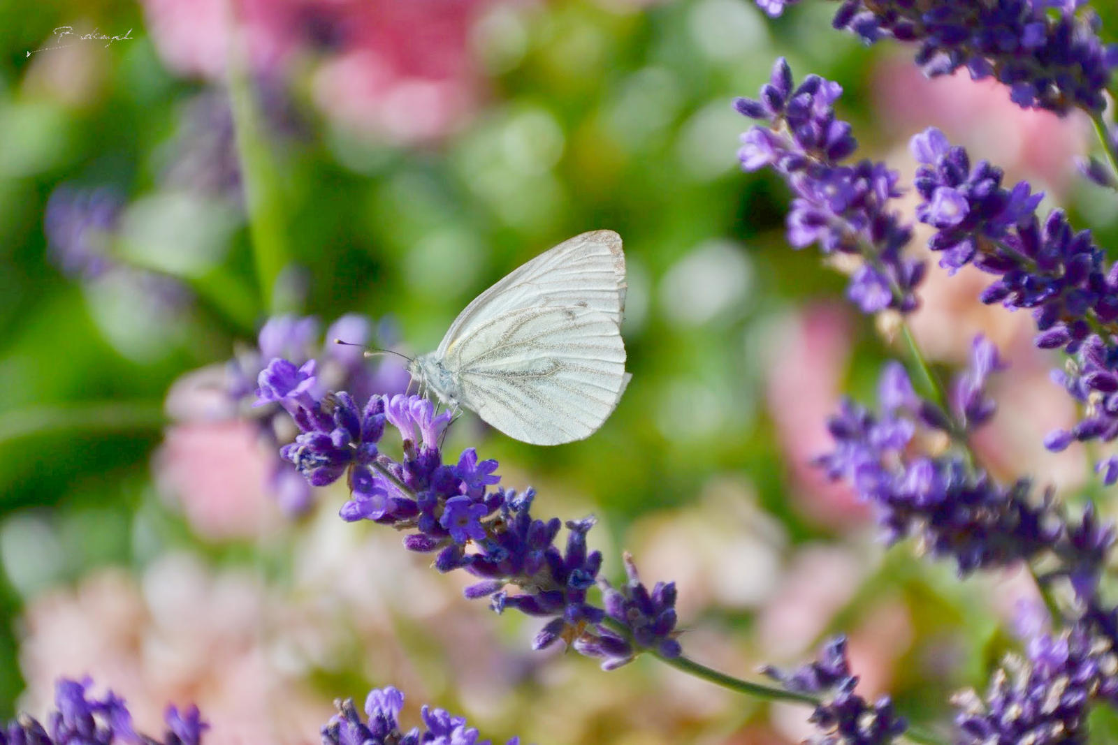 Lavendar