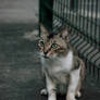 Street Cat