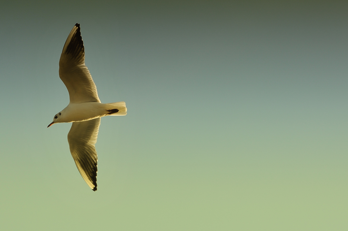 seagull