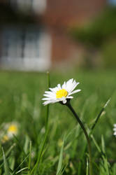 summer time daisy