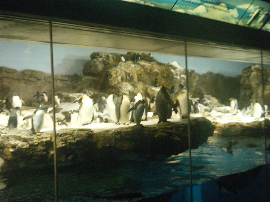 Penguins 1