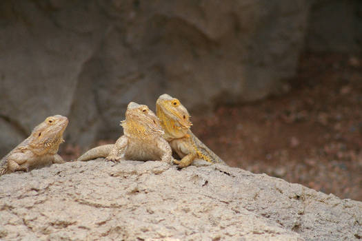 We the Bearded Dragons Three