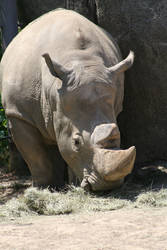 Rhino