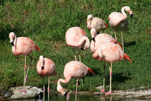 Flamingos, HUZZAH