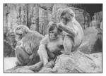 'Primatas' Graphite Drawing by pesterhugo