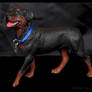 Breyer Companion Animals - Rottweiler