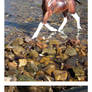 Breyer - Exploring The Riverbanks