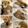 Kosen Cheetah - 'Juba'