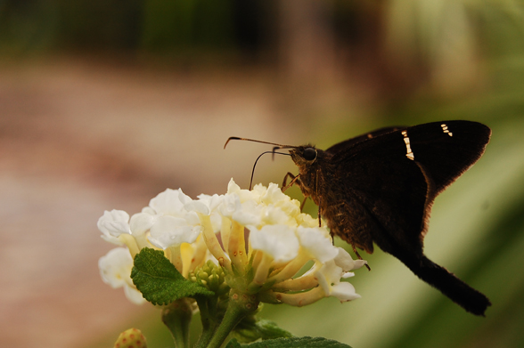 mariposa black