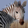 photo study of a zebra