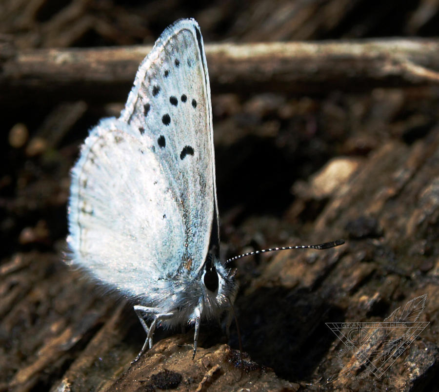 Fairy of the Forest