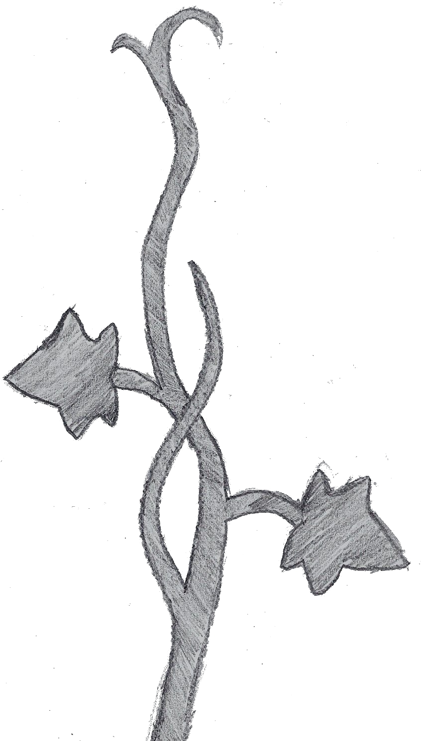 images Vine Drawing Simple ivy vine sketch by madminer965 on