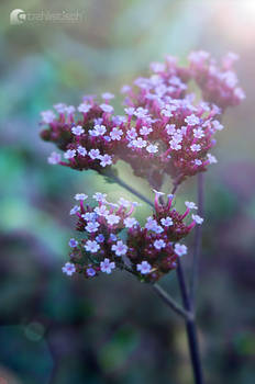 purple Blossom I