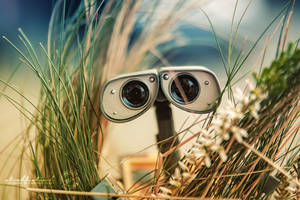 Summerfeeling - Wall.E