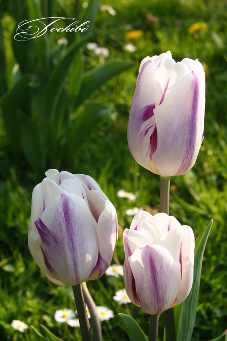 Tulips