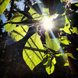 through the foliage