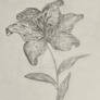 Flower (graphite)