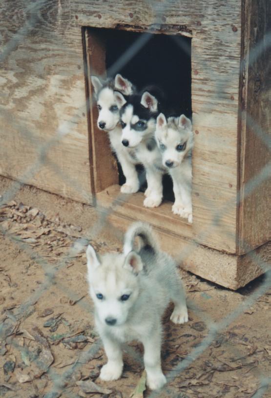 Siberian Pups