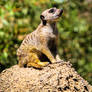 The Meerkat King