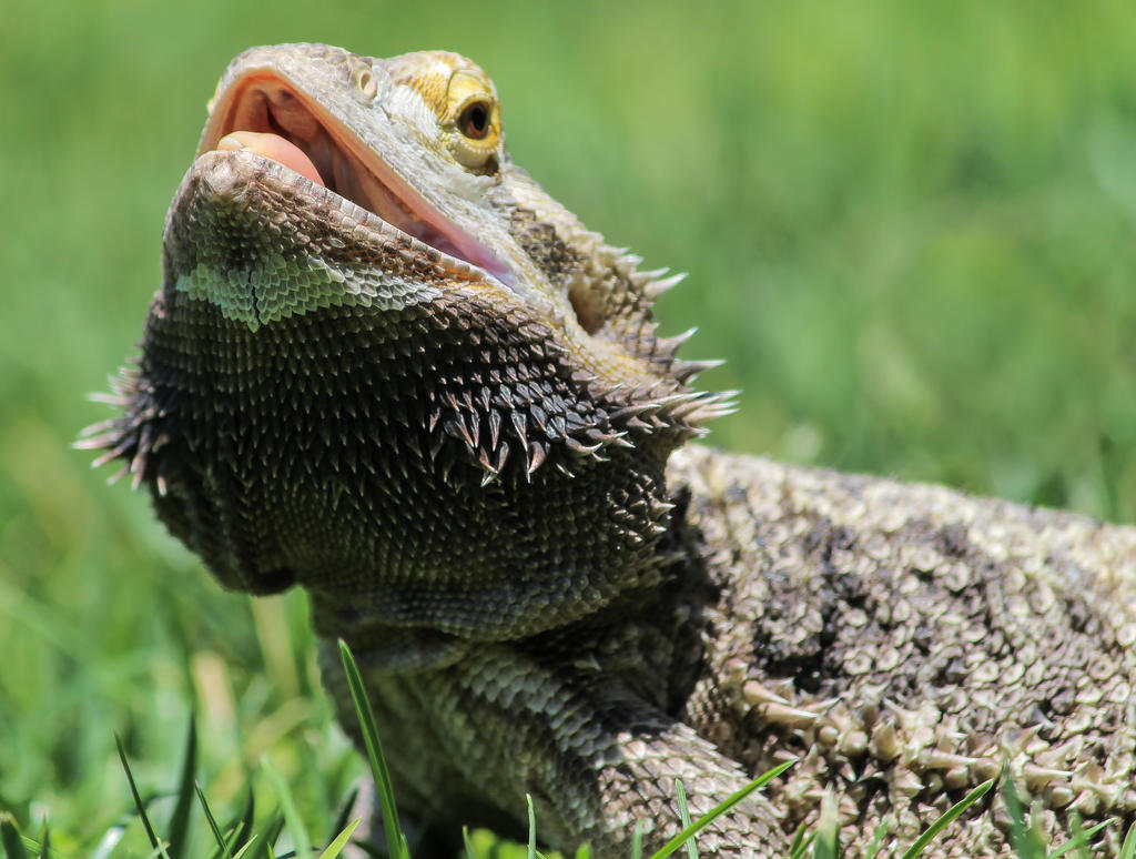 Basking