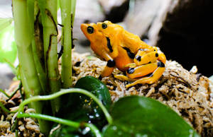 Panamanian golden frog