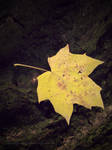 Yellow by deadlychris