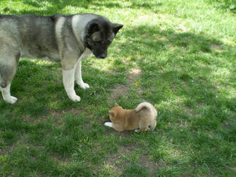 Lyndsey Vs. Akita