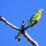 Peach-fronted Parakeet