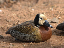 White-faced Whistling-Duck