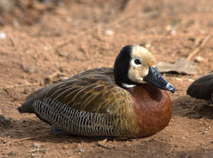 White-faced Whistling-Duck