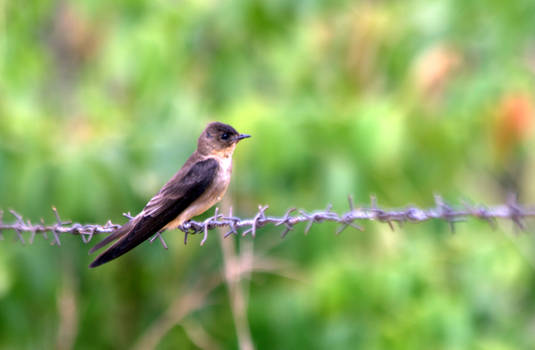 Southern Rough-winged Swallow