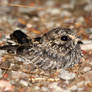 Sickle-winged Nightjar